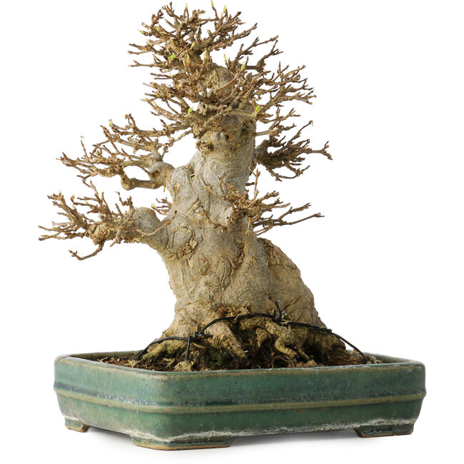 Acer buergerianum, 21 cm, ± 35 años, con un nebari de 15 cm