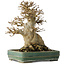 Acer buergerianum, 21 cm, ± 35 jaar oud, met een nebari van 15 cm