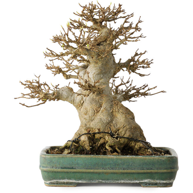 Acer buergerianum, 21 cm, ± 35 ans, avec un nebari de 15 cm