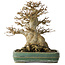 Acer buergerianum, 21 cm, ± 35 jaar oud, met een nebari van 15 cm