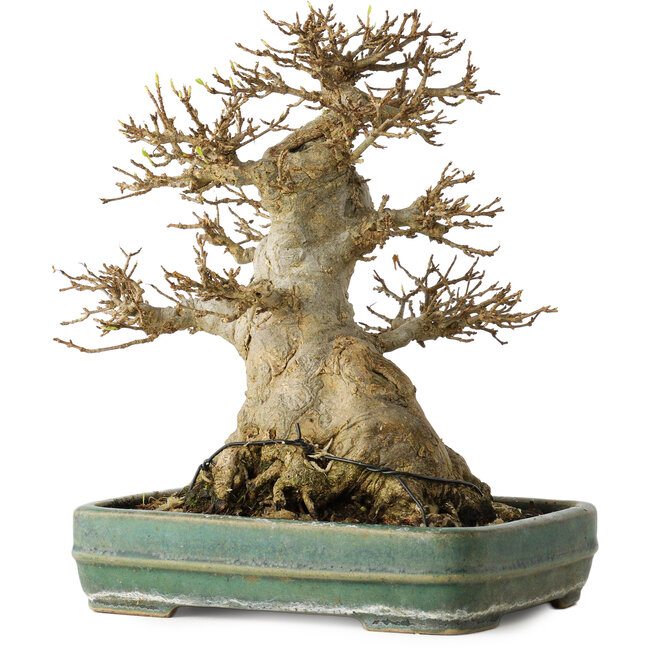 Acer buergerianum, 21 cm, ± 35 años, con un nebari de 15 cm