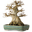 Acer buergerianum, 21 cm, ± 35 jaar oud, met een nebari van 15 cm
