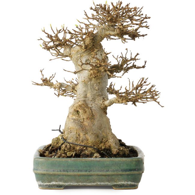 Acer buergerianum, 21 cm, ± 35 years old, with a nebari of 15 cm