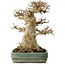 Acer buergerianum, 21 cm, ± 35 jaar oud, met een nebari van 15 cm