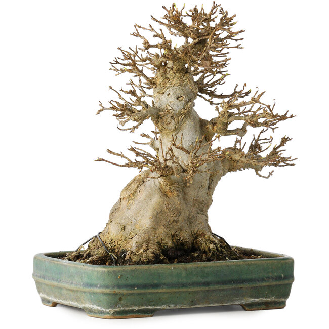 Acer buergerianum, 21 cm, ± 35 anni, con un nebari di 15 cm