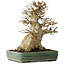 Acer buergerianum, 21 cm, ± 35 Jahre alt, mit einem Nebari von 15 cm