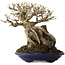 Acer buergerianum, 19 cm, ± 35 jaar oud, in een handgemaakte Japanse pot van Tosui
