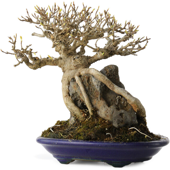 Acer buergerianum, 19 cm, ± 35 jaar oud, in een handgemaakte Japanse pot van Tosui