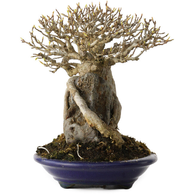 Acer buergerianum, 19 cm, ± 35 jaar oud, in een handgemaakte Japanse pot van Tosui