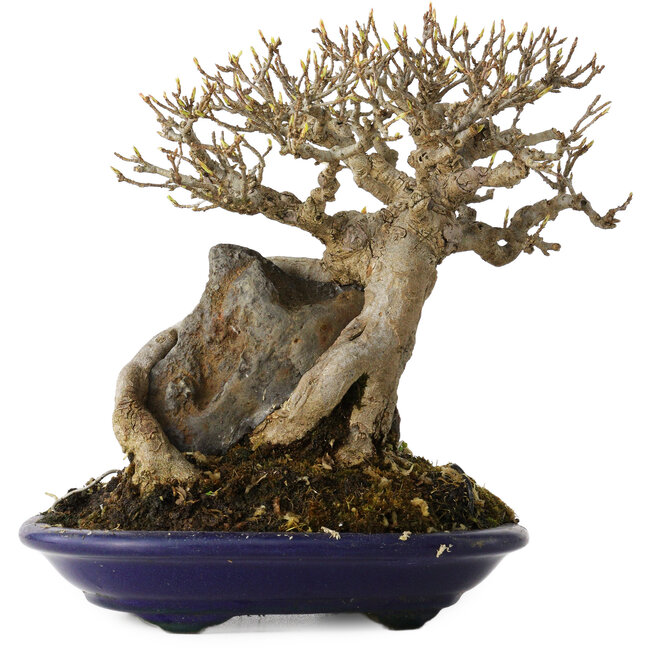 Acer buergerianum, 19 cm, ± 35 anni, in un vaso giapponese fatto a mano da Tosui