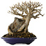 Acer buergerianum, 19 cm, ± 35 jaar oud, in een handgemaakte Japanse pot van Tosui