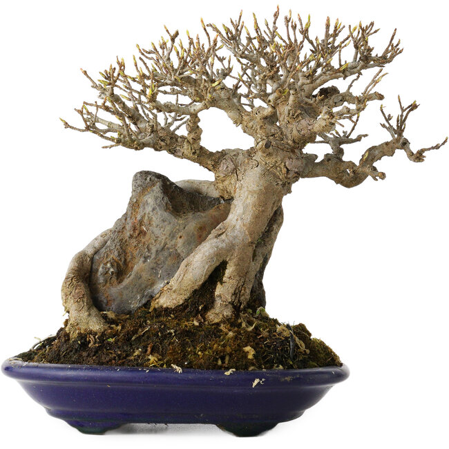 Acer buergerianum, 19 cm, ± 35 Jahre alt, in einem handgefertigten japanischen Topf von Tosui