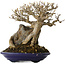 Acer buergerianum, 19 cm, ± 35 jaar oud, in een handgemaakte Japanse pot van Tosui