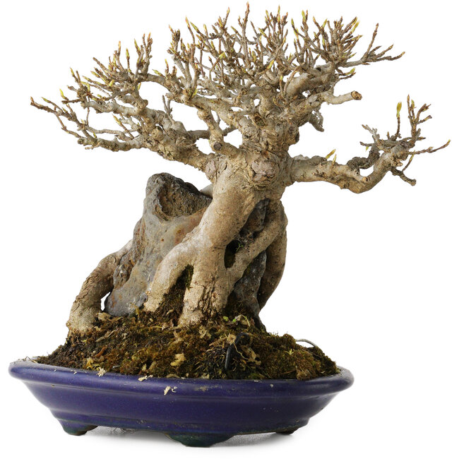 Acer buergerianum, 19 cm, ± 35 years old, in a handmade Japanese pot by Tosui