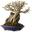 Acer buergerianum, 19 cm, ± 35 jaar oud, in een handgemaakte Japanse pot van Tosui
