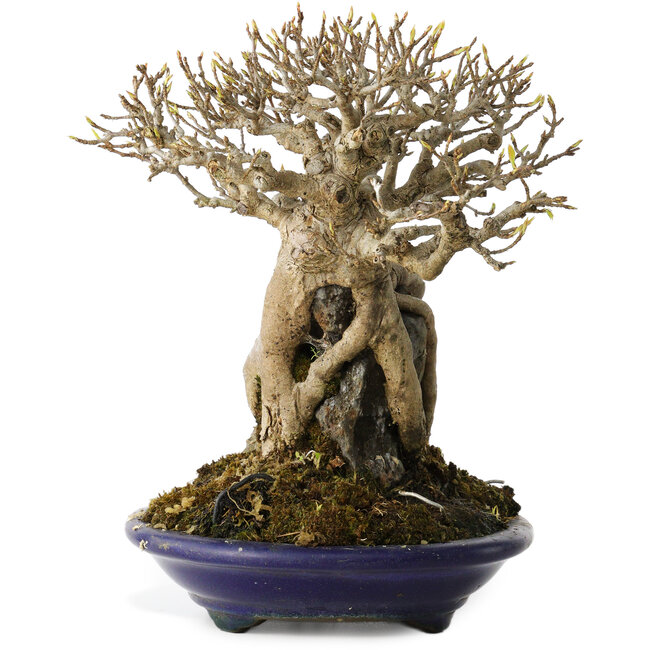 Acer buergerianum, 19 cm, ± 35 Jahre alt, in einem handgefertigten japanischen Topf von Tosui