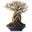 Acer buergerianum, 19 cm, ± 35 jaar oud, in een handgemaakte Japanse pot van Tosui