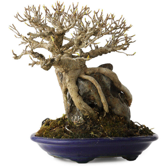 Acer buergerianum, 19 cm, ± 35 jaar oud, in een handgemaakte Japanse pot van Tosui