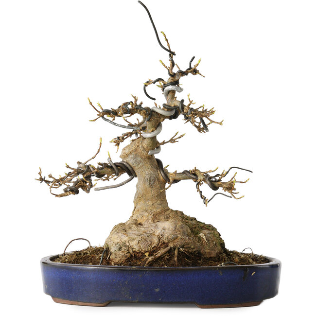 Acer buergerianum, 21 cm, ± 35 ans, avec un nebari de 11 cm
