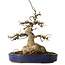 Acer buergerianum, 21 cm, ± 35 anni, con un nebari di 11 cm