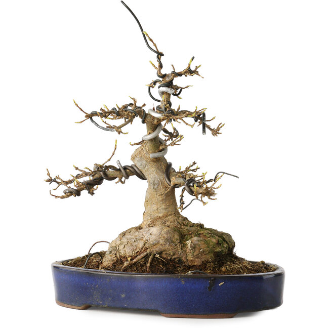 Acer buergerianum, 21 cm, ± 35 años, con un nebari de 11 cm