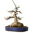 Acer buergerianum, 21 cm, ± 35 anni, con un nebari di 11 cm