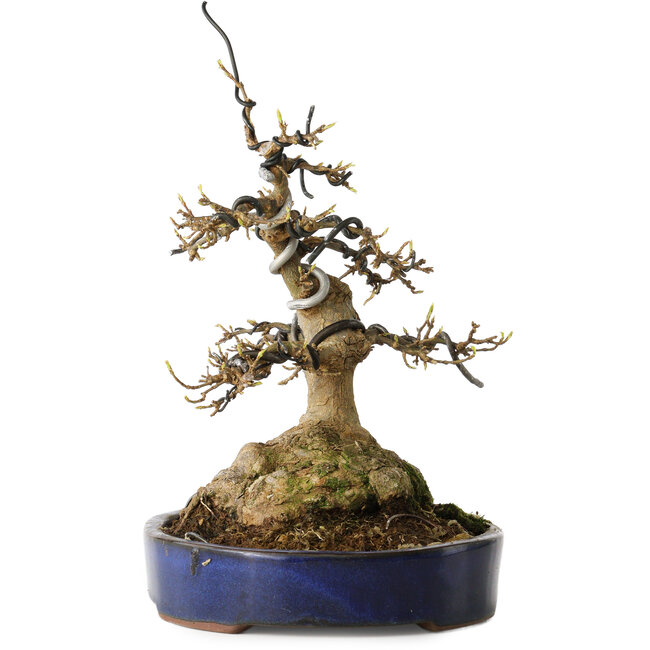 Acer buergerianum, 21 cm, ± 35 years old, with a nebari of 11 cm