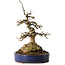 Acer buergerianum, 21 cm, ± 35 anni, con un nebari di 11 cm