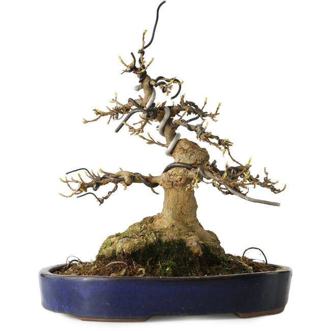 Acer buergerianum, 21 cm, ± 35 ans, avec un nebari de 11 cm