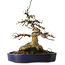 Acer buergerianum, 21 cm, ± 35 anni, con un nebari di 11 cm