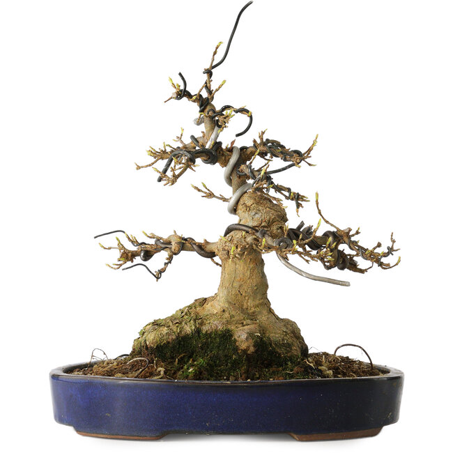 Acer buergerianum, 21 cm, ± 35 jaar oud, met een nebari van 11 cm