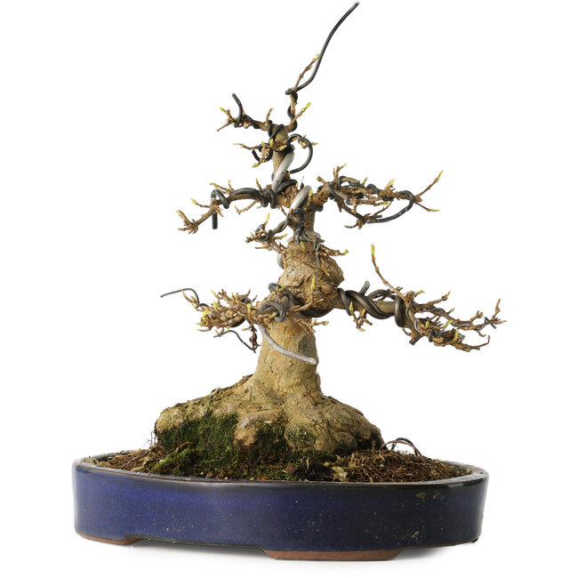 Acer buergerianum, 21 cm, ± 35 Jahre alt, mit einem Nebari von 11 cm