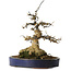 Acer buergerianum, 21 cm, ± 35 anni, con un nebari di 11 cm