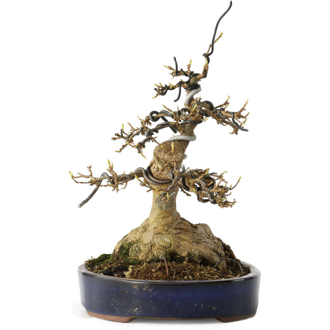 Acer buergerianum, 21 cm, ± 35 años, con un nebari de 11 cm