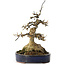 Acer buergerianum, 21 cm, ± 35 anni, con un nebari di 11 cm