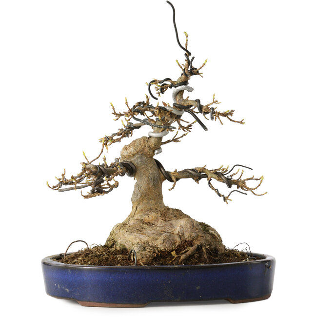 Acer buergerianum, 21 cm, ± 35 años, con un nebari de 11 cm