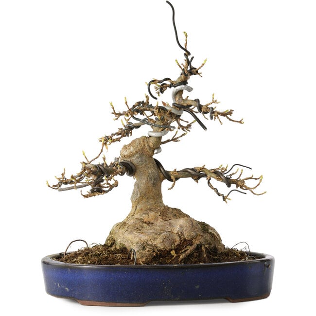 Acer buergerianum, 21 cm, ± 35 Jahre alt, mit einem Nebari von 11 cm