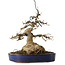 Acer buergerianum, 21 cm, ± 35 anni, con un nebari di 11 cm