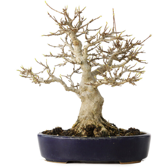 Acer buergerianum, 21 cm, ± 20 anni, con un nebari di 10 cm, in un vaso giapponese fatto a mano da Hattori