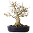 Acer buergerianum, 21 cm, ± 20 jaar oud, met een nebari van 10 cm, in een handgemaakte Japanse pot van Hattori