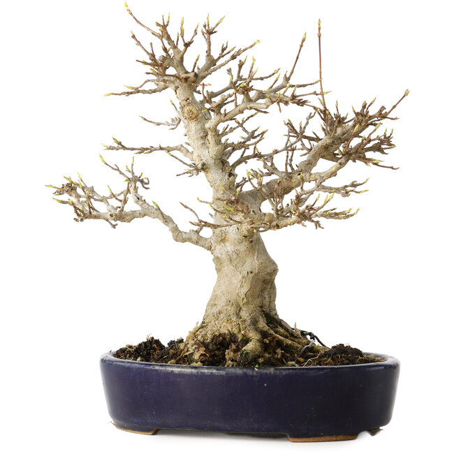 Acer buergerianum, 21 cm, ± 20 años, con un nebari de 10 cm, en una maceta japonesa hecha a mano por Hattori