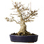 Acer buergerianum, 21 cm, ± 20 jaar oud, met een nebari van 10 cm, in een handgemaakte Japanse pot van Hattori