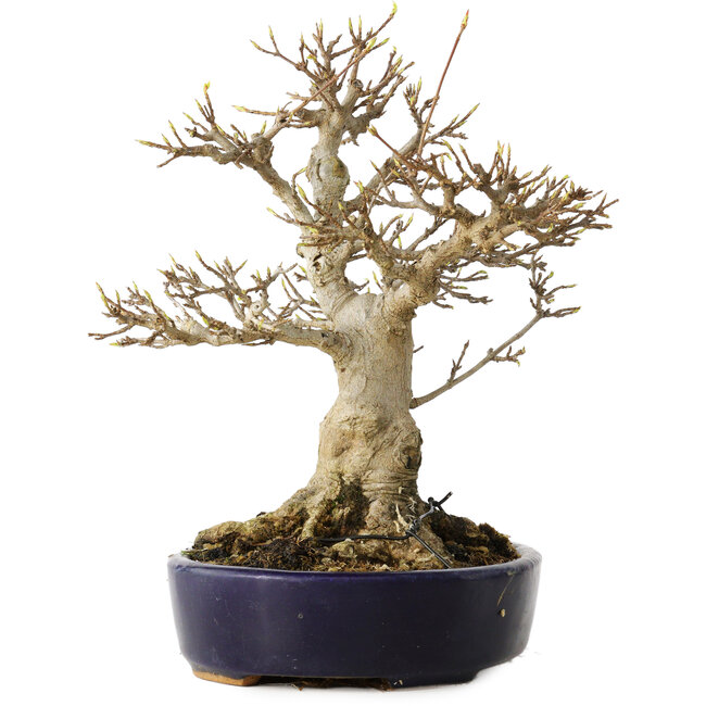 Acer buergerianum, 21 cm, ± 20 ans, avec un nebari de 10 cm, dans un pot japonais fait main par Hattori