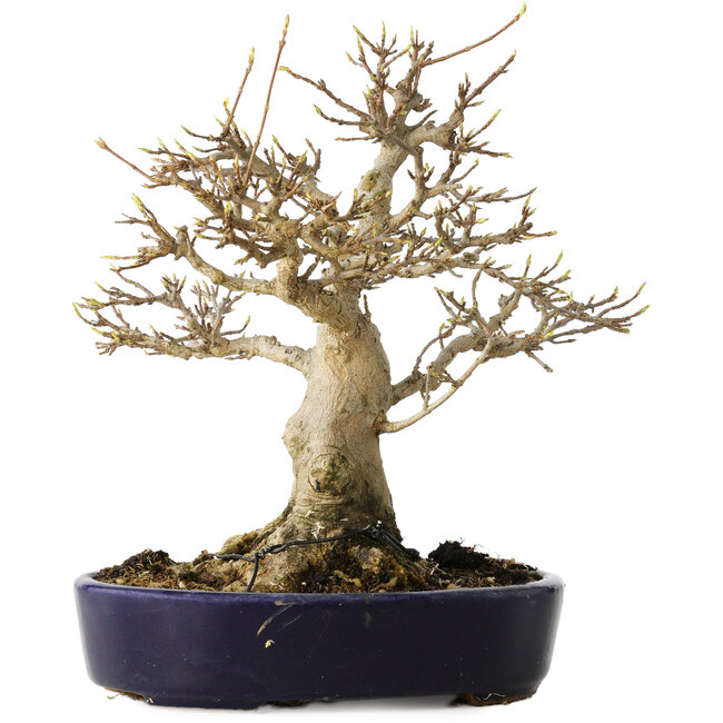 Acer buergerianum, 21 cm, ± 20 anni, con un nebari di 10 cm, in un vaso giapponese fatto a mano da Hattori