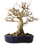Acer buergerianum, 21 cm, ± 20 jaar oud, met een nebari van 10 cm, in een handgemaakte Japanse pot van Hattori