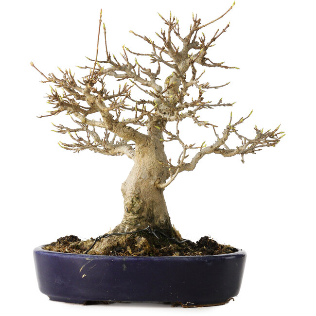 Acer buergerianum, 21 cm, ± 20 jaar oud, met een nebari van 10 cm, in een handgemaakte Japanse pot van Hattori