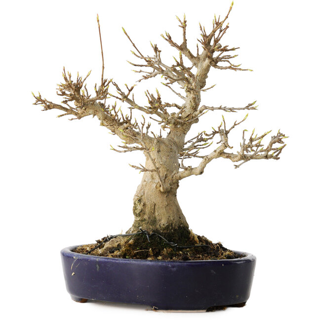 Acer buergerianum, 21 cm, ± 20 jaar oud, met een nebari van 10 cm, in een handgemaakte Japanse pot van Hattori