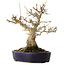 Acer buergerianum, 21 cm, ± 20 jaar oud, met een nebari van 10 cm, in een handgemaakte Japanse pot van Hattori