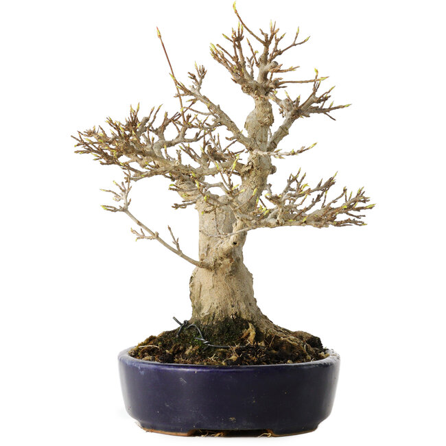 Acer buergerianum, 21 cm, ± 20 años, con un nebari de 10 cm, en una maceta japonesa hecha a mano por Hattori