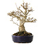 Acer buergerianum, 21 cm, ± 20 Jahre alt, mit einem Nebari von 10 cm, in einem handgefertigten japanischen Topf von Hattori
